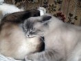 /album/fenykepgaleria/ragdoll-love-5-jpg/